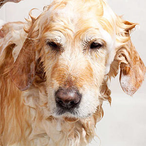 Maxsoft Pet Massage Brush