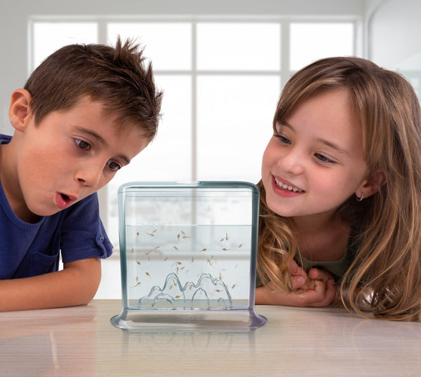 Aqua Dragons - Hatch N' Grow